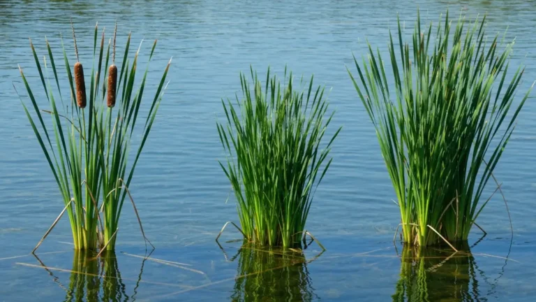 Tatarak, pałka wodna i oczeret rosnące razem na brzegu naturalnego stawu ogrodowego